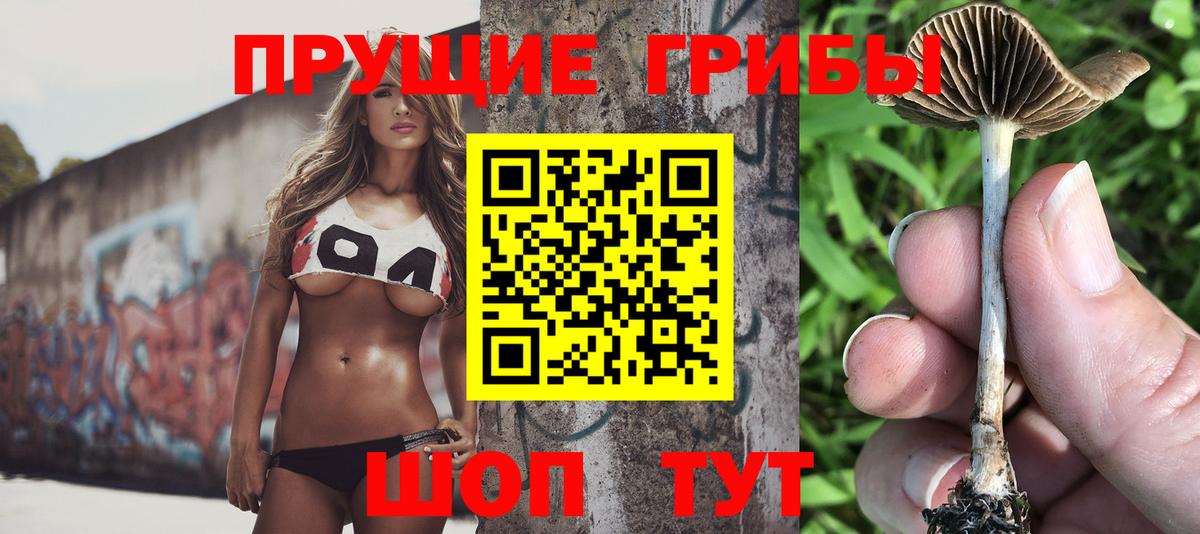 Галлюциногенные грибы Psilocybe Королёв